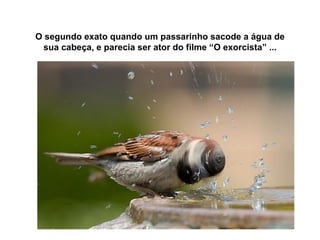 O segundo exato quando um passarinho sacode a água de sua cabeça, e parecia ser ator do filme  “O exorcista” ... 