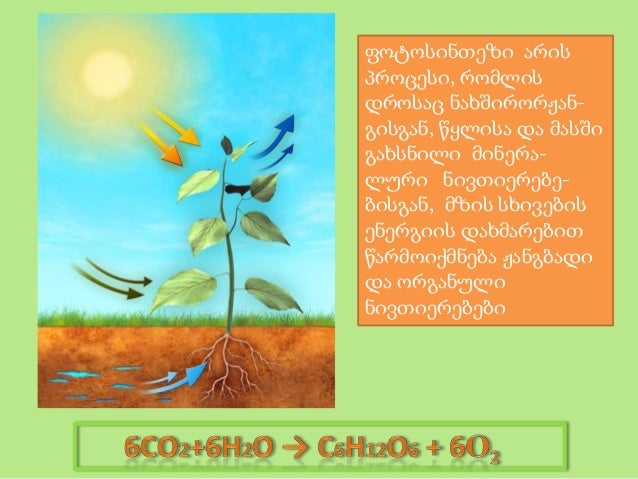ფოტოსინთეზი