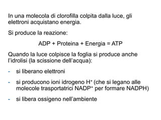 In una molecola di clorofilla colpita dalla luce, gli
elettroni acquistano energia.
Si produce la reazione:
ADP + Proteina + Energia = ATP
Quando la luce colpisce la foglia si produce anche
l’idrolisi (la scissione dell’acqua):
- si liberano elettroni
- si producono ioni idrogeno H+ (che si legano alle
molecole trasportatrici NADP+ per formare NADPH)
- si libera ossigeno nell’ambiente
 