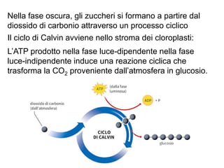 Nella fase oscura, gli zuccheri si formano a partire dal
diossido di carbonio attraverso un processo ciclico
Il ciclo di Calvin avviene nello stroma dei cloroplasti:
L’ATP prodotto nella fase luce-dipendente nella fase
luce-indipendente induce una reazione ciclica che
trasforma la CO2 proveniente dall’atmosfera in glucosio.
 