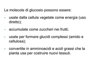 Le molecole di glucosio possono essere:
- usate dalla cellula vegetale come energia (uso
diretto);
- accumulate come zuccheri nei frutti;
- usate per formare glucidi complessi (amido e
cellulosa);
- convertite in amminoacidi e acidi grassi che la
pianta usa per costruire nuovi tessuti.
 