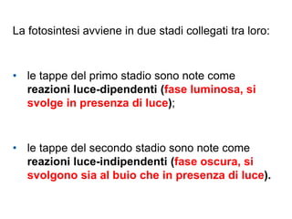 La fotosintesi avviene in due stadi collegati tra loro:
• le tappe del primo stadio sono note come
reazioni luce-dipendenti (fase luminosa, si
svolge in presenza di luce);
• le tappe del secondo stadio sono note come
reazioni luce-indipendenti (fase oscura, si
svolgono sia al buio che in presenza di luce).
 