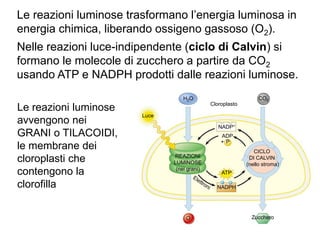 Le reazioni luminose trasformano l’energia luminosa in
energia chimica, liberando ossigeno gassoso (O2).
Nelle reazioni luce-indipendente (ciclo di Calvin) si
formano le molecole di zucchero a partire da CO2
usando ATP e NADPH prodotti dalle reazioni luminose.
Luce
CO2
H2O
Cloroplasto
REAZIONI
LUMINOSE
(nei grani)
CICLO
DI CALVIN
(nello stroma)
NADP+
ADP
+ P
ATP
NADPH
O Zucchero
Le reazioni luminose
avvengono nei
GRANI o TILACOIDI,
le membrane dei
cloroplasti che
contengono la
clorofilla
 