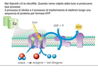Nei tilacoidi c’è la clorofilla. Quando viene colpita dalla luce si producono
due processi:
Il processo di idrolisi e il processo di trasferimento di elettroni lungo una
sequenza di proteine per formare ATP
 