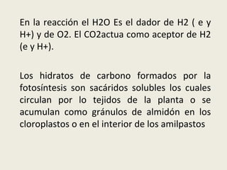 En la reacción el H2O Es el dador de H2 ( e y H+) y de O2. El CO2actua como aceptor de H2 (e y H+). Los hidratos de carbono formados por la fotosíntesis son sacáridos solubles los cuales circulan por lo tejidos de la planta o se acumulan como gránulos de almidón en los cloroplastos o en el interior de los amilpastos 