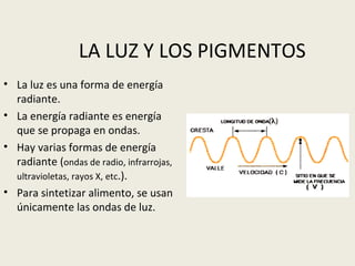 LA LUZ Y LOS PIGMENTOS La luz es una forma de energía radiante. La energía radiante es energía que se propaga en ondas. Hay varias formas de energía radiante ( ondas de radio, infrarrojas, ultravioletas, rayos X, etc .). Para sintetizar alimento, se usan únicamente las ondas de luz. 