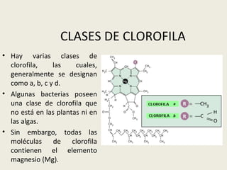 CLASES DE CLOROFILA Hay varias clases de clorofila, las cuales, generalmente se designan como a, b, c y d. Algunas bacterias poseen una clase de clorofila que no está en las plantas ni en las algas. Sin embargo, todas las moléculas de clorofila contienen el elemento magnesio (Mg). 