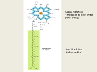 Cola hidrofobica Cadena de Fitol Cabeza hidrofilica 4 moleculas de pirrol unidas por el ion Mg 