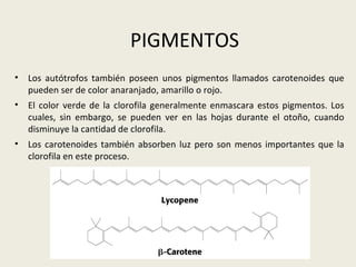 PIGMENTOS Los autótrofos también poseen unos pigmentos llamados carotenoides que pueden ser de color anaranjado, amarillo o rojo. El color verde de la clorofila generalmente enmascara estos pigmentos. Los cuales, sin embargo, se pueden ver en las hojas durante el otoño, cuando disminuye la cantidad de clorofila. Los carotenoides también absorben luz pero son menos importantes que la clorofila en este proceso. 