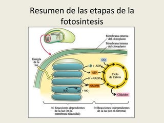 Resumen de las etapas de la fotosintesis 