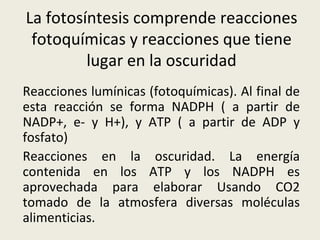 La fotosíntesis comprende reacciones fotoquímicas y reacciones que tiene lugar en la oscuridad Reacciones lumínicas (fotoquímicas). Al final de esta reacción se forma NADPH ( a partir de NADP+, e- y H+), y ATP ( a partir de ADP y fosfato) Reacciones en la oscuridad. La energía contenida en los ATP y los NADPH es aprovechada para elaborar Usando CO2 tomado de la atmosfera diversas moléculas alimenticias. 