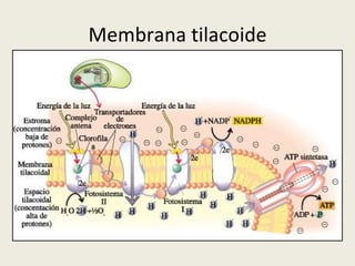 Membrana tilacoide 