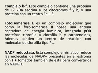 Complejo b-f.  Este complejo contiene una proteina de 17 kDa asociaa a los citocromos f y b, y una proteina con un centro Fe – S Fotoisomerasa I.  es un complejo molecular que como la foroisomerasa II posee una antena captadora de energia luminica, integrada pOR proteínas clorofila a clorofila b y carotenoides, Ademas contien un centro de reaccion con moleculas de clorofila tipo P 700 NADP reducctasa.  Esta complejo enzimatico reduce las moleculas de NADP+ presentes en el estroma con H+ tomados tambien de esta para convertirlos en NADPH. 