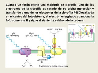 Cuando un fotón excita una molécula de clorofila, uno de los electrones de la clorofila es sacado de su orbita molecular y transferido a uno de los electrones de la clorofila P680localizada en el centro del fotosistema, el electrón energizado abandona la fofoisomerasa II y sigue al siguiente eslabón de la cadena. Q-citocromo oxido reductosa 