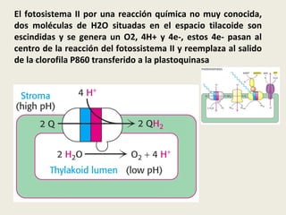 El fotosistema II por una reacción química no muy conocida, dos moléculas de H2O situadas en el espacio tilacoide son escindidas y se genera un O2, 4H+ y 4e-, estos 4e- pasan al centro de la reacción del fotossistema II y reemplaza al salido de la clorofila P860 transferido a la plastoquinasa 