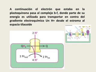A continuación el electrón que estaba en la plastoquinona pasa al complejo b-f, donde parte de su energía es utilizada para transportar en contra del gradiente electroquímico Un H+ desde el estroma al espacio tilacoide 