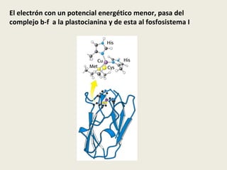 El electrón con un potencial energético menor, pasa del complejo b-f  a la plastocianina y de esta al fosfosistema I 