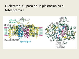 El electron  e - pasa de  la plastocianina al fotosistema I  