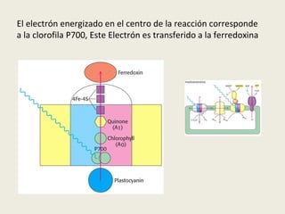 El electrón energizado en el centro de la reacción corresponde  a la clorofila P700, Este Electrón es transferido a la ferredoxina 