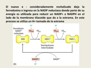 El nuevo e - consideradamente revitalizado deja la ferredoxina e ingresa en la NADP reductasa donde parte de su energía es utilizada para reducir un NADP+ a NADPH en el lado de la membrana tilacoide que da a la estroma. En este proceso se utiliza un H+ tomado de la estroma 