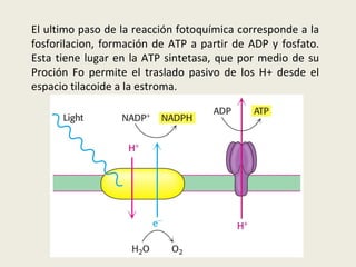 El ultimo paso de la reacción fotoquímica corresponde a la fosforilacion, formación de ATP a partir de ADP y fosfato. Esta tiene lugar en la ATP sintetasa, que por medio de su Proción Fo permite el traslado pasivo de los H+ desde el espacio tilacoide a la estroma. 