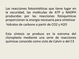 Las reacciones fotosintéticas que tiene lugar en la oscuridad, las moléculas de ATP y NADPH producidas por las reacciones fotoquimicas proporcionan la energía necesaria para sintetizar   hidratos de carbono a partir de CO2 y H2O Esta síntesis se produce en la estroma del cloroplasto mediante una serie de reacciones químicas conocido como ciclo de Calvin o del C3 