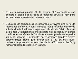En las llamadas plantas C4, la enzima PEP carboxilasa une primero el dióxido de carbono al fosfoenol piruvato (PEP) para formar un compuesto de cuatro carbonos.  El dióxido de carbono, así incorporado, atraviesa una serie de reacciones químicas y pasa a niveles más profundos dentro de la hoja, donde finalmente ingresa en el ciclo de Calvin. Aunque las plantas C4 gastan más energía para fijar carbono, en ciertas condiciones su eficiencia fotosintética neta puede ser superior a la de las plantas C3 descriptas anteriormente debido a ciertas características clave que diferencian a las enzimas RuBP carboxilasa (presente tanto en las plantas C3 como en las C4) y PEP carboxilasa (presente en las C4).  