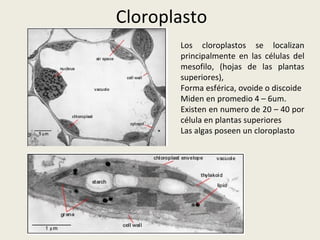 Cloroplasto Los cloroplastos se localizan principalmente en las células del mesofilo, (hojas de las plantas superiores),  Forma esférica, ovoide o discoide  Miden en promedio 4 – 6um. Existen en numero de 20 – 40 por célula en plantas superiores Las algas poseen un cloroplasto 