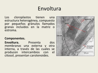 Envoltura Los cloroplastos tienen una estructura heterogénea, compuesto por pequeños gránulos llamados granas incluidos en la matriz o estroma. Componentes. Envoltura.  Presenta dos membranas una externa y otra interna, a través de las cuales se producen intercambios con el citosol, presentan carotenoides. 