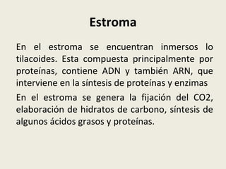 Estroma En el estroma se encuentran inmersos lo tilacoides. Esta compuesta principalmente por proteínas, contiene ADN y también ARN, que interviene en la síntesis de proteínas y enzimas En el estroma se genera la fijación del CO2, elaboración de hidratos de carbono, síntesis de algunos ácidos grasos y proteínas. 