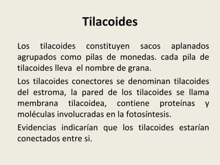 Tilacoides Los tilacoides constituyen sacos aplanados agrupados como pilas de monedas. cada pila de tilacoides lleva  el nombre de grana. Los tilacoides conectores se denominan tilacoides del estroma, la pared de los tilacoides se llama membrana tilacoidea, contiene proteínas y moléculas involucradas en la fotosíntesis. Evidencias indicarían que los tilacoides estarían conectados entre si. 