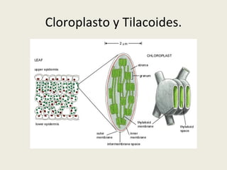 Cloroplasto y Tilacoides. 