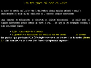 Los tres pasos del ciclo de Calvin El átomo de carbono del CO2 se une a una pentosa llamada Ribulosa Difosfato ( RuDP) e inmediatamente se divide en dos compuestos de 3 carbonos llamados fosfoglicerato. Cada molécula de fosfoglicerato es convertida en aldehido fosfoglicérico.  La mayor parte del aldehido fosfoglicérico permite obtener de nuevo la RuDP, Pero algo de ete compuesto abandona el ciclo para formar glucosa. *  RuDP : Carbohidrato de 5 carbonos   *  El glicerato y el fosfoglicerato son moléculas con tres átomos    de carbono. Las plantas que producen PGA ( Fosfoglicerato) con tres átomos son llamadas  plantas C3 , sólo usan el Ciclo de Calvin para fabricar compuestos orgánicos. 