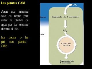 Las plantas CAM Abren sus estomas sólo de noche para evitar la pérdida de agua por los estomas durante el dia. Los cactus o las piñas son plantas CAM . 
