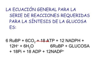 LA ECUACIÓN GENERAL PARA LA
 SERIE DE REACCIONES REQUERIDAS
 PARA LA SÍNTESIS DE LA GLUCOSA
 ES:


6 RuBP + 6CO2 + 18 ATP + 12 NADPH +
  12H+ + 6H2O         6RuBP + GLUCOSA
  + 18Pi + 18 ADP + 12NADP+
 