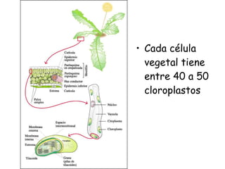 • Cada célula
  vegetal tiene
  entre 40 a 50
  cloroplastos
 