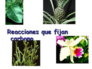 Reacciones que fijan
 carbono
 