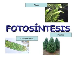 Algas




FOTOSÍNTESIS
                           Plantas
  Cianobacterias
 