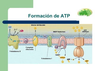 Formación de ATP 