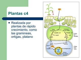 Plantas c4 Realizada por plantas de rápido crecimiento, como las gramineas, ortigas, platano 