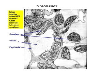 CLOROPLASTOS 