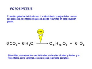 FOTOSINTESIS 