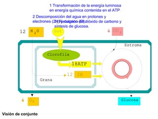 1 Transformación de la energía luminosa en energía química contenida en el ATP 2 Descomposición del agua en protones y electrones (2H) y oxígeno (O). 3) Reducción del dióxido de carbono y síntesis de glucosa. Visión de conjunto   