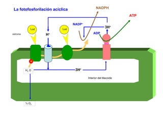 estroma H 2  O 3H + 3H + Interior del tilacoide ½ O 2   H + La fotofosforilación acíclica  ADP ATP NADP + NADPH Luz e  Luz 