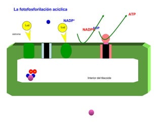 estroma Interior del tilacoide La fotofosforilación acíclica ADP ATP NADP + NADPH Luz Luz e  e  