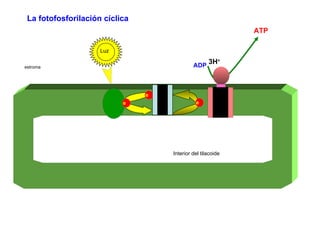 Luz estroma e  ADP ATP Interior del tilacoide 3H + La fotofosforilación cíclica e  e  e  e  