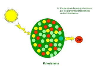 Fotosistema Captación de la energía luminosa por los pigmentos fotosintéticos de los fotosistemas. 2e - 