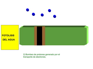 2) Bombeo de protones generado por el transporte de electrones. FOTOLISIS DEL AGUA 