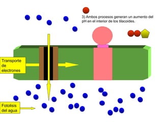 Fotolisis del agua 3) Ambos procesos generan un aumento del pH en el interior de los tilacoides. Transporte de electrones 
