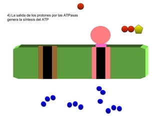 4) La salida de los protones por las ATPasas genera la síntesis del ATP 